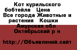 Кот курильского бобтейла › Цена ­ 5 000 - Все города Животные и растения » Кошки   . Амурская обл.,Октябрьский р-н